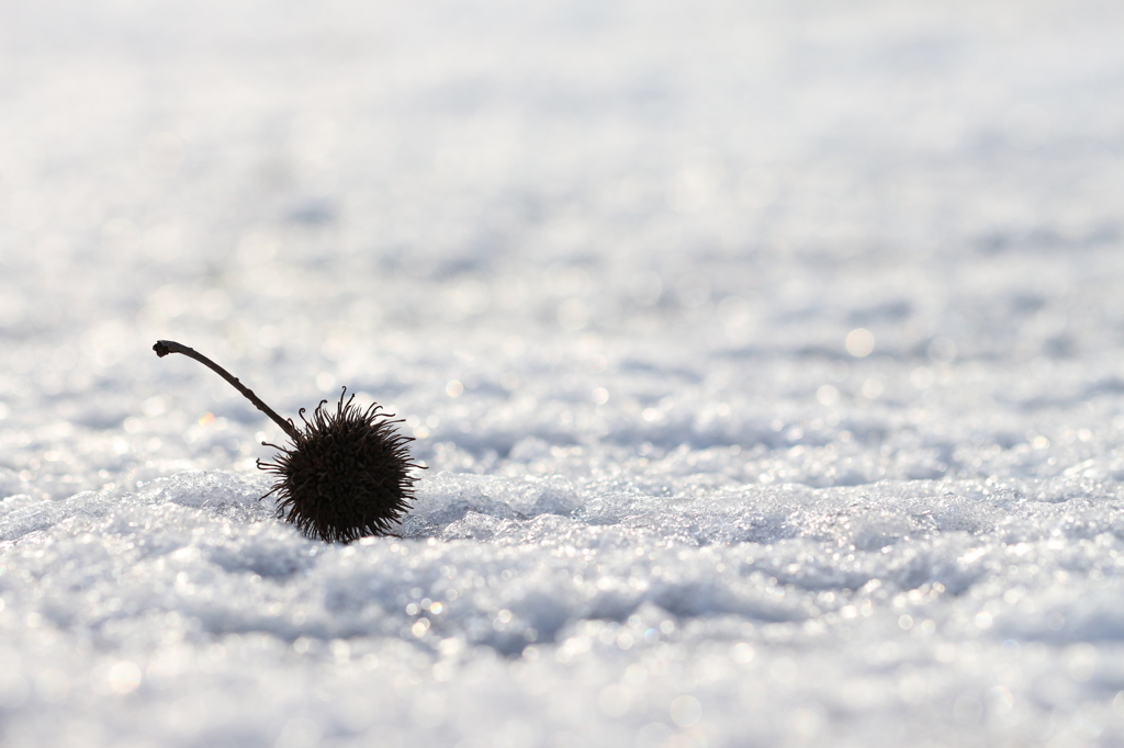 雪上の実