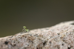 石垣のウロコアシナガグモ