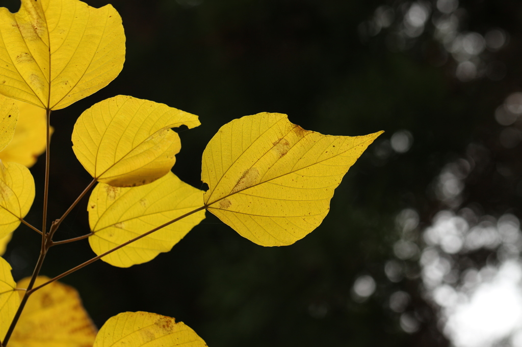 アカメガシワの黄葉