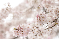 満開の桜