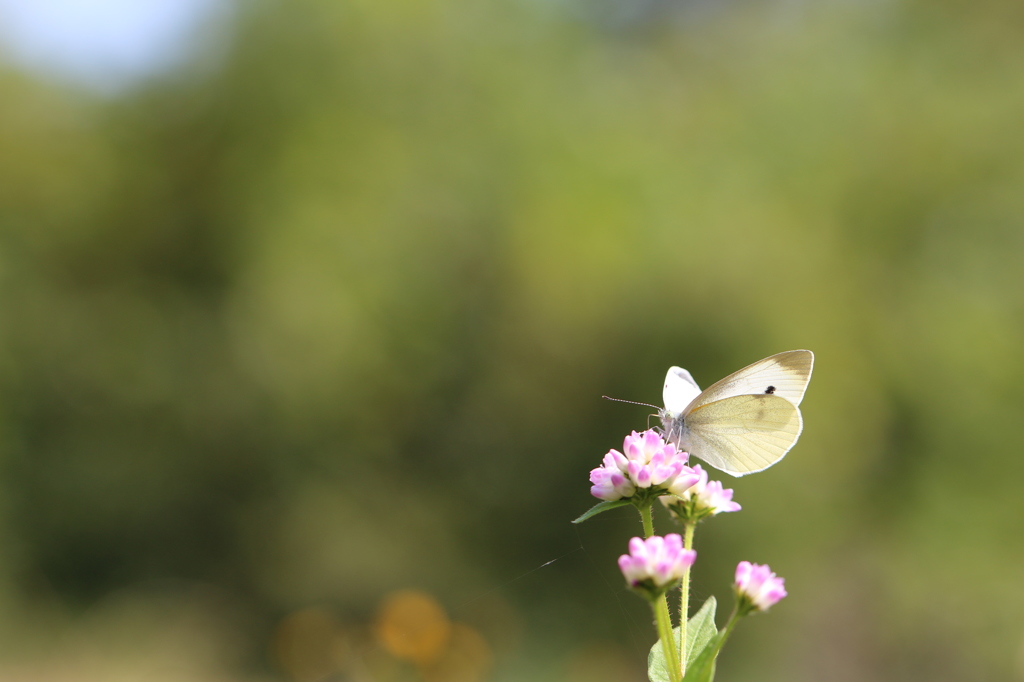 ミゾソバのモンシロチョウ