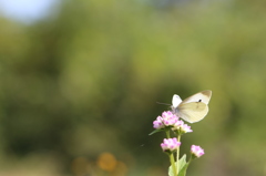 ミゾソバのモンシロチョウ