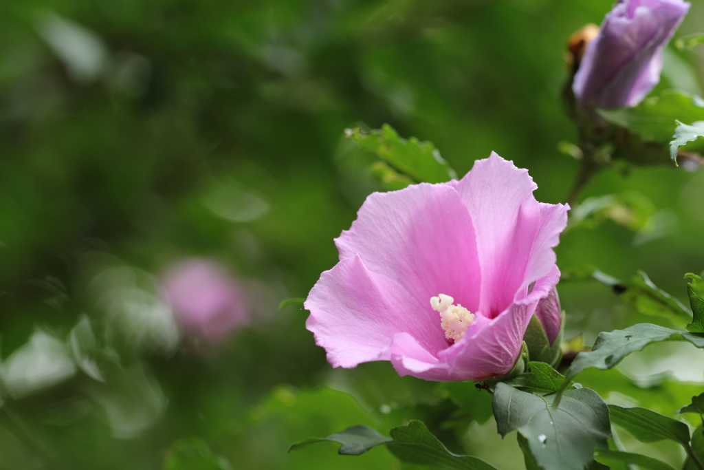 ムクゲの花