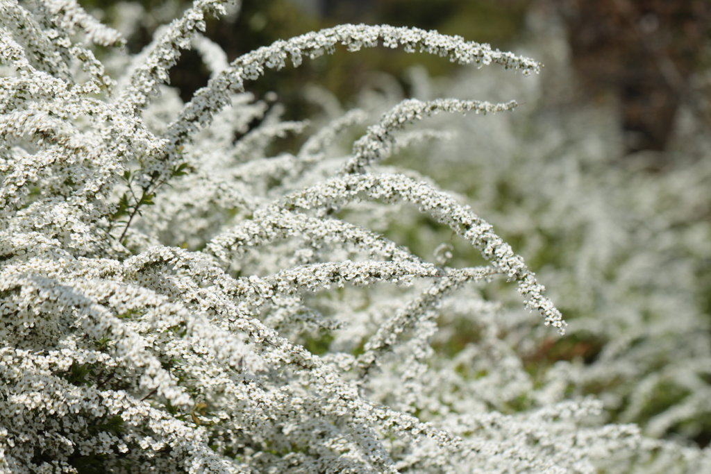 ユキヤナギの茂み