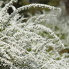 ユキヤナギの茂み
