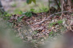 木陰の隙間から