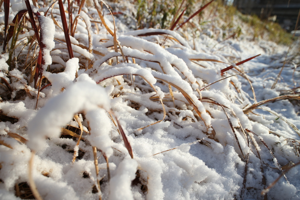 積雪の草むら