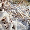 積雪の草むら