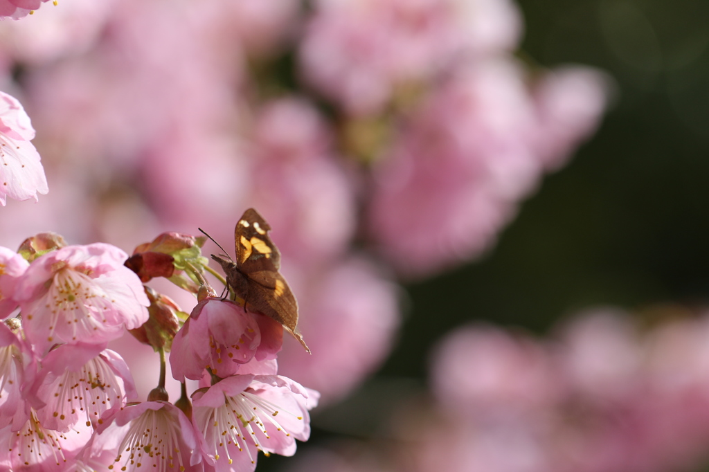 桜とテングチョウ