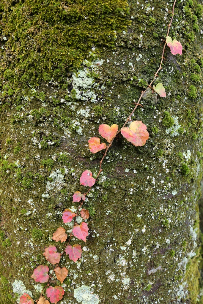 樹皮のツタ