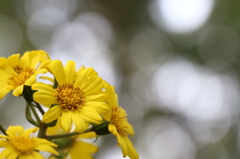 植物園の花々　8