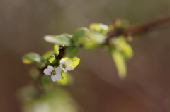 雪解けの陽射しと春の花