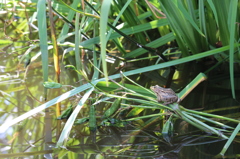 キショウブ池のトノサマガエル