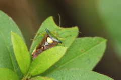 茂みのモンキツノカメムシ