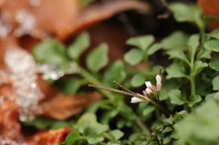 種漬花