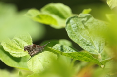 茂みのテングチョウ