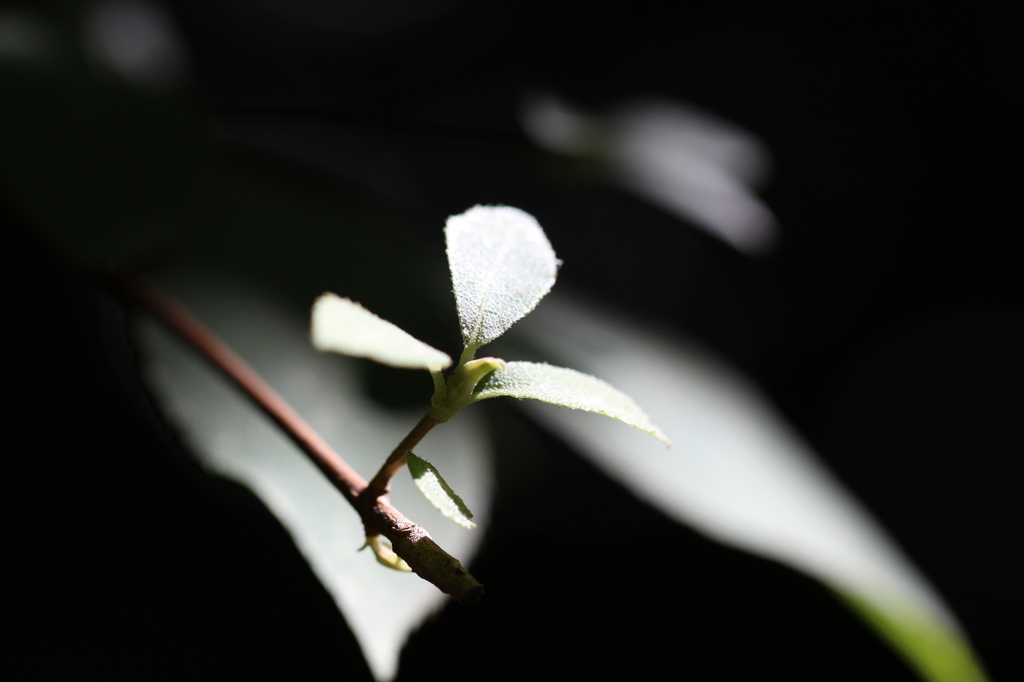 木陰の葉っぱ