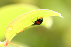 食事中のナミテントウ