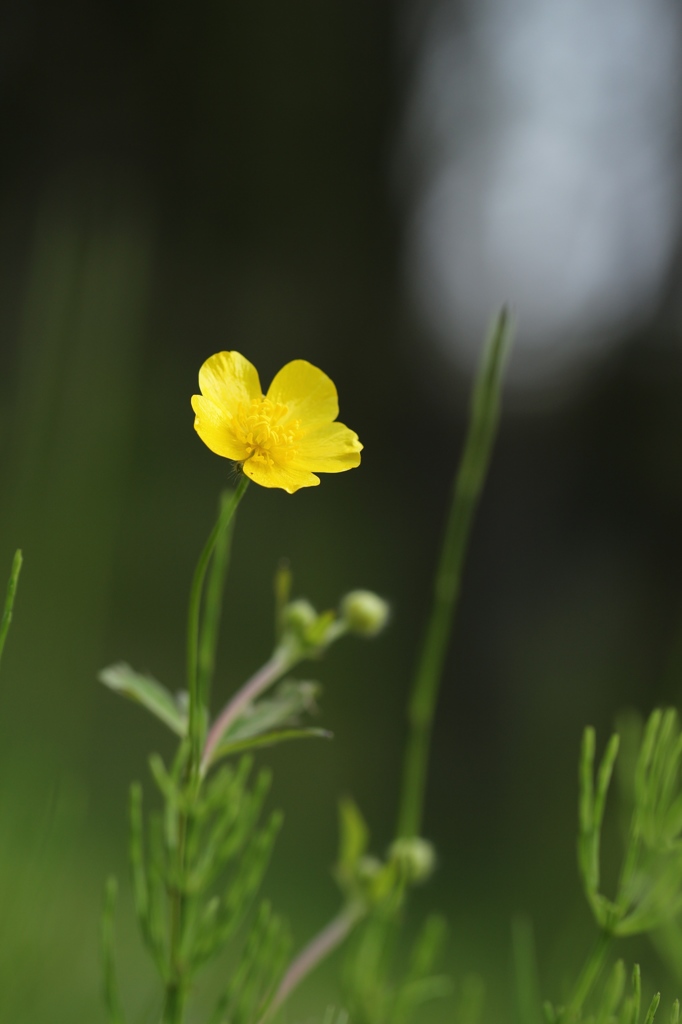 草むらの黄花