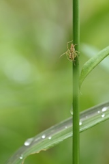 草むらのササグモ