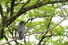 樹上のハシボソガラス