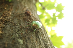 樹皮のシロテンハナムグリ