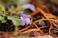 紫色の花