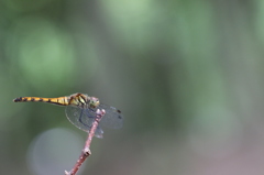 ナツアカネ　♀