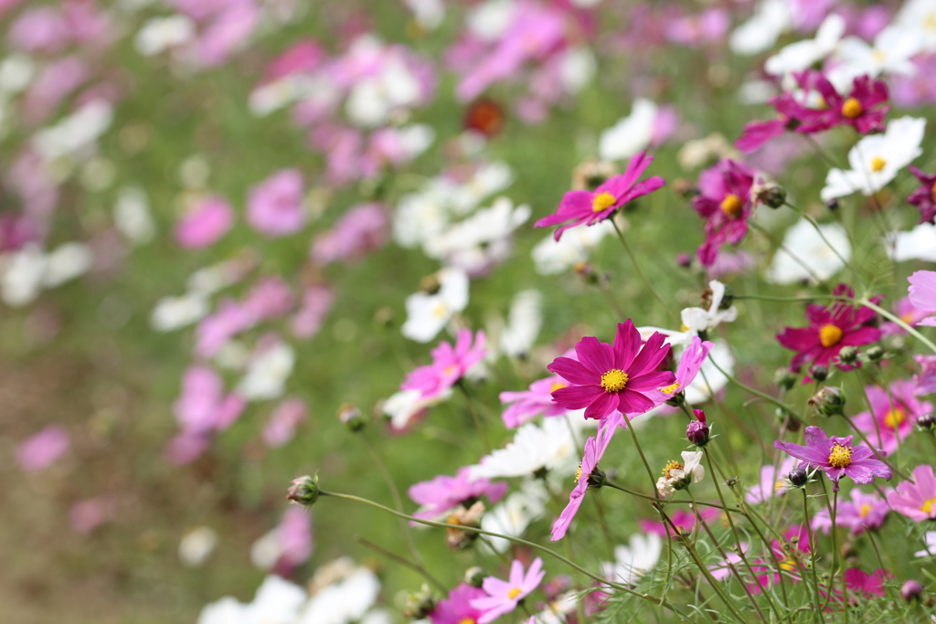 植物園の花々　15