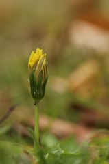 黄色の蕾