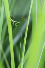 カマキリ幼虫