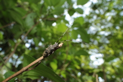 枝先のセミスジコブヒゲカミキリ