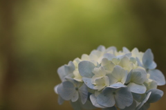 薄暗い中の紫陽花