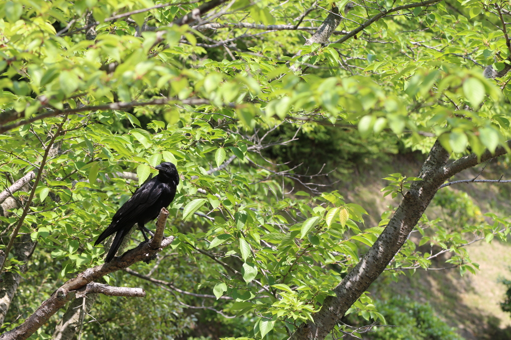 桜のハシブトガラス