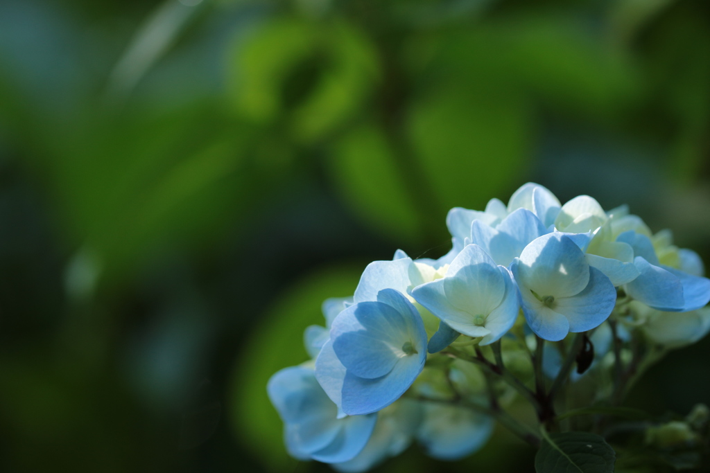 木漏れ日の紫陽花