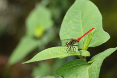 葉上のマユタテアカネ