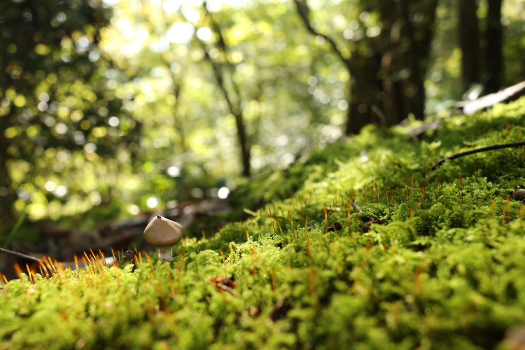 苔のキノコ