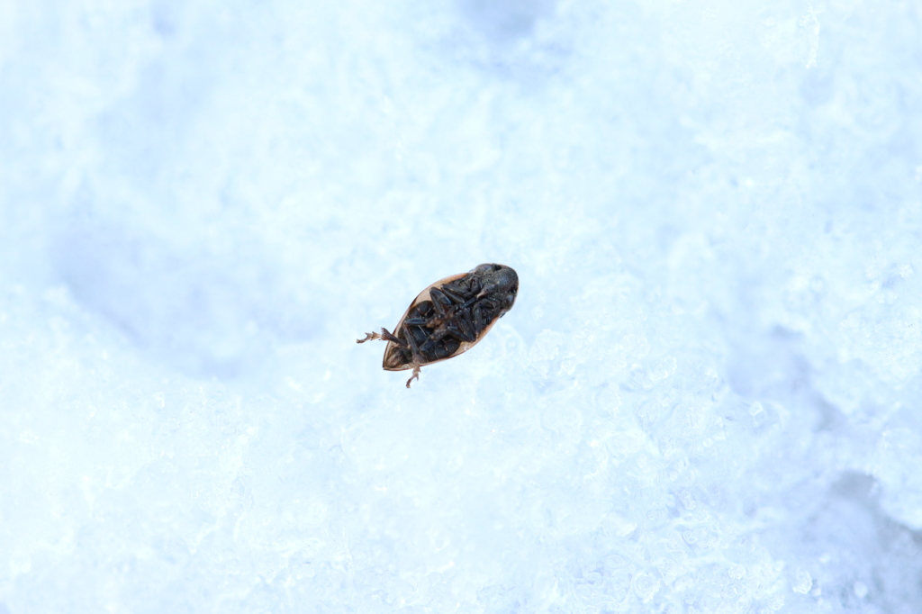 雪上のアワフキムシ