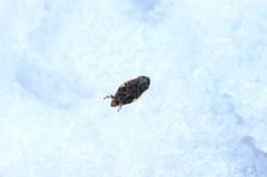 雪上のアワフキムシ