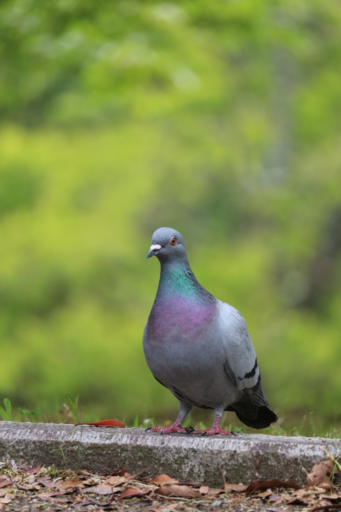 新緑のカワラバト