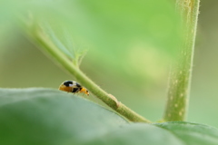 茂みのヨツボシハムシ