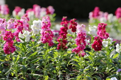 植物園の花々　その2