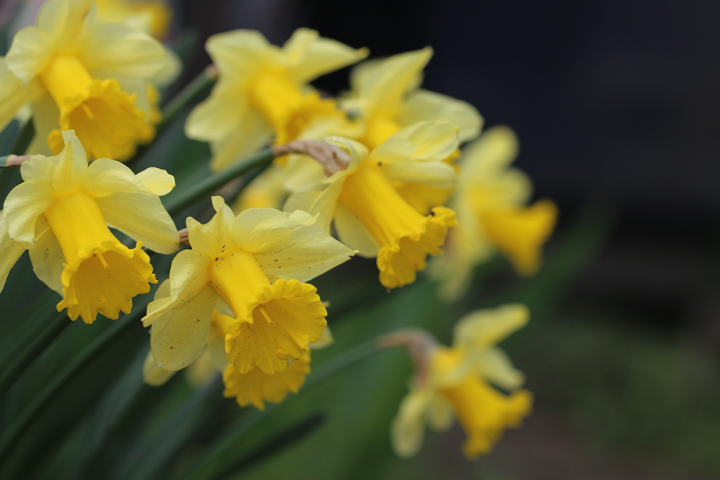 ラッパスイセン