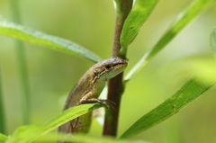 背高泡立草のカナヘビ