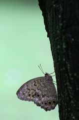 木陰のサトキマダラヒカゲ