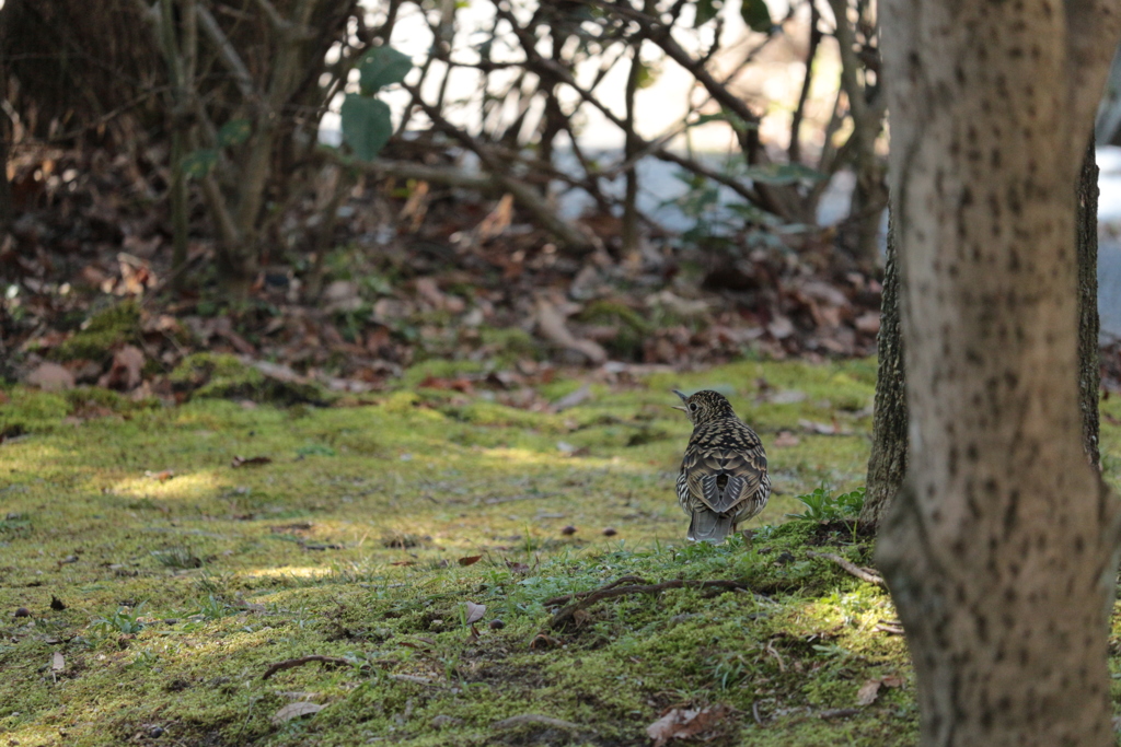 木陰のトラツグミ