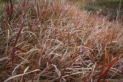枯草色の草むら