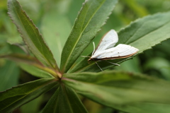 背高泡立草の蛾