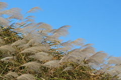 ススキと青空