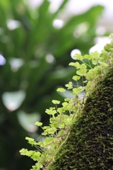 植物園の草木　その1